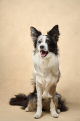 Acrylglasbilder Tierarzt Border Collie aufrecht im Studio  © Anna Averianova