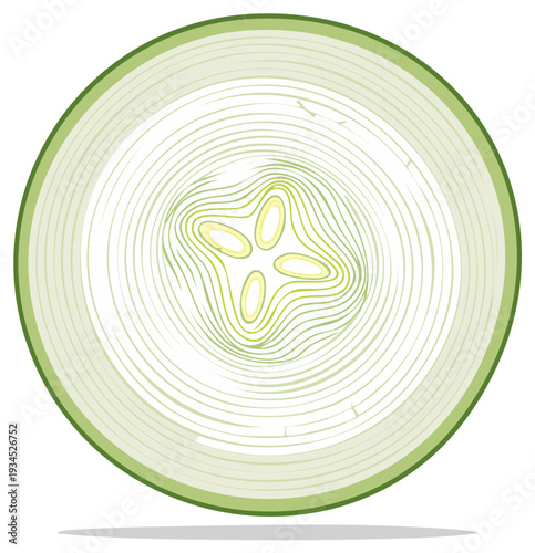 Illustration of fresh Zucchini Slice, Green Vegetable Cross Section with Seeds