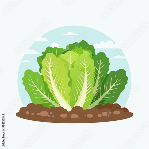 Fresh lettuce grows in a garden bed under a clear sky during the day time