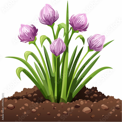 Chives growing in soil with purple flowers under bright sunlight in a garden setting