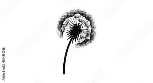 A delicate black dandelion with intricately detailed seed heads and a slender stem presented as a silhouette