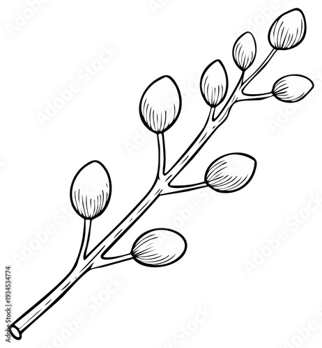 Hand drawn sketch of a willow branch with developing catkins in outline on white