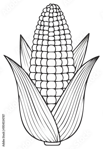 Outline Drawing of a Fresh Ear of Corn with Green Leaves