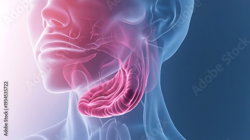 Human throat anatomy illustration highlighting the nasal cavity and stomach with a detailed view of the digestive system and surrounding facial structures in a medical context always