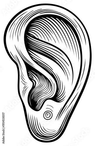 Detailed black and white engraving style illustration of a human ear anatomical drawing