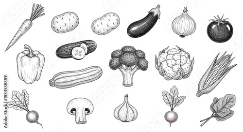 Vintage Hand Drawn Vegetable Collection Vector Set – Carrot, Potato, Eggplant, Onion, Tomato, Broccoli, Corn Botanical Engraving Illustration