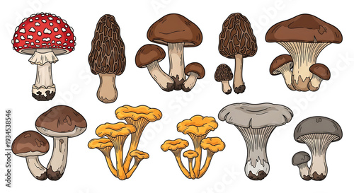 A colorful vector illustration of various mushroom species, including morels and amanita, in a flat design style.
