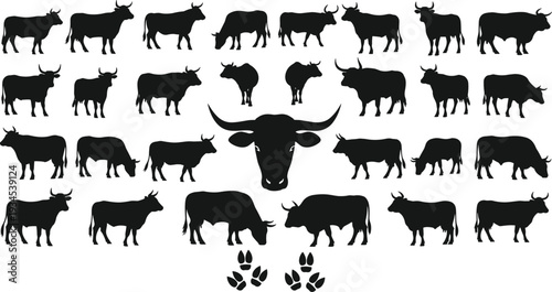 Bull and cow silhouettes collection with multiple poses, cattle animal outlines isolated on white background, farm livestock black icons vector illustration
