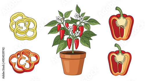 Potted chili pepper plant with red fruits and white flowers accompanied by sliced yellow and red bell peppers for spicy food concepts.