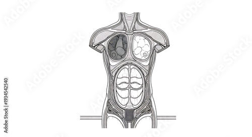 A detailed vector illustration of the human torso showing internal organs