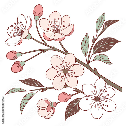 A beautiful illustration of cherry blossoms in full bloom with delicate pink flowers and green leaves