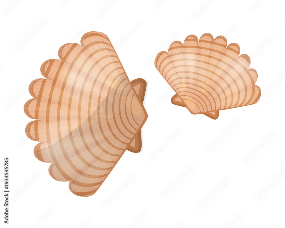 Fototapeta premium Two Natural Sea Shells on White Background