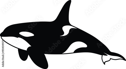 Orca killer whale silhouette, marine mammal vector, ocean wildlife illustration for sea life, nature, and conservation projects