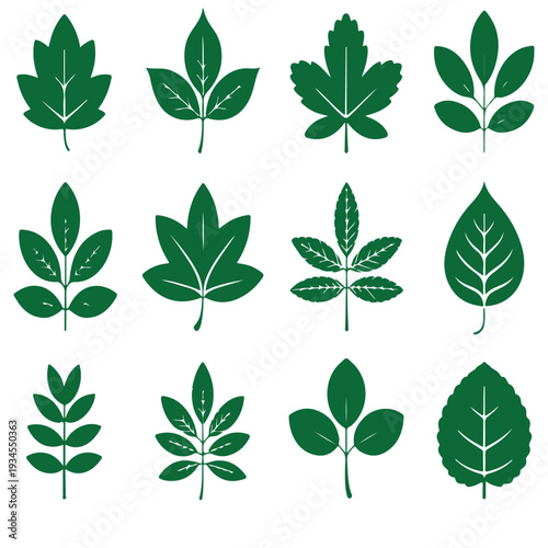 Twelve various green leaf silhouettes representing different tree species and botanical plant collection for nature design