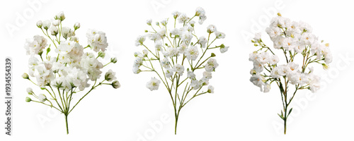 Delicate baby's breath flowers creating a sense of purity, innocence, and beauty, isolated on a white background with a clean, minimalist aesthetic for floral design