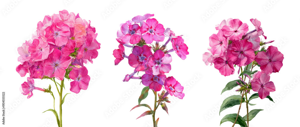 Εκτύπωση καμβά Pink phlox flowers artwork showcasing delicate petals and lush green foliage, ha