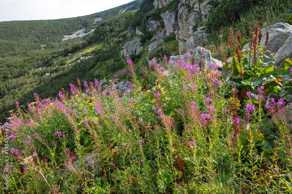 Obraz premium Landscape of Rila mountain near Yakoruda Lakes, Bulgaria