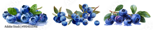 Blueberry watercolor illustration set presenting fresh fruit branches and berries with green leaves, depicting healthy, organic food for diet and detox