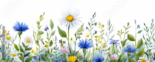 Watercolor wild flowers border design with daisies and cornflowers, creating a vibrant spring and summer meadow garden graphic element on white background