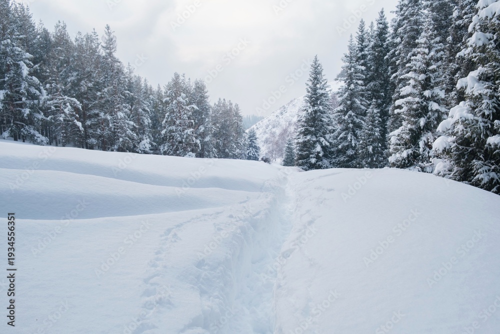 Fototapeta premium A deep trail through freshly fallen snow in the winter mountain forest of Almaty in Kazakhstan. A picturesque landscape for winter hiking, downhill skiing and outdoor adventures