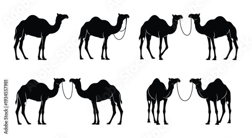 Silhouettes of camels in various poses against a white background