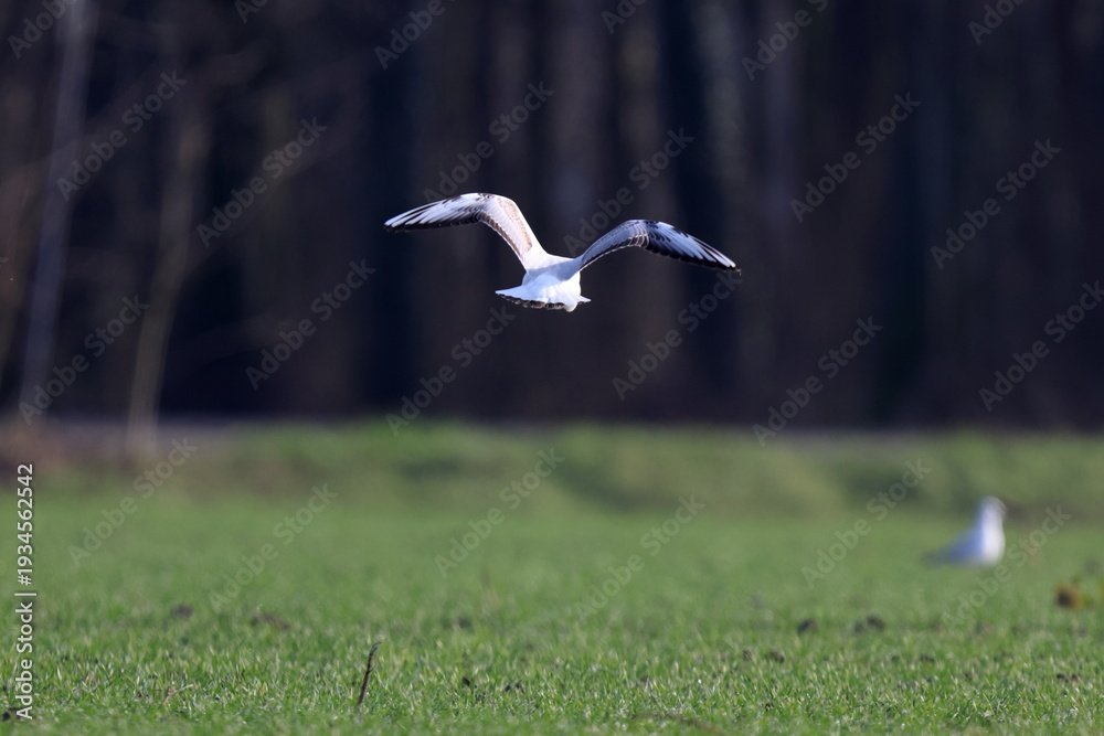 Fototapeta premium volo in campagna