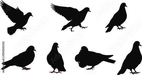 Pigeon silhouette, flying bird, walking pigeon, standing bird, flock of pigeons, urban wildlife, bird anatomy, avian behavior, black silhouette, design element