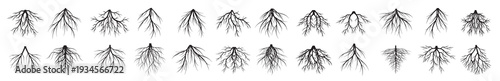 Set of Trees. Vector outline Illustration. Plant in Garden.