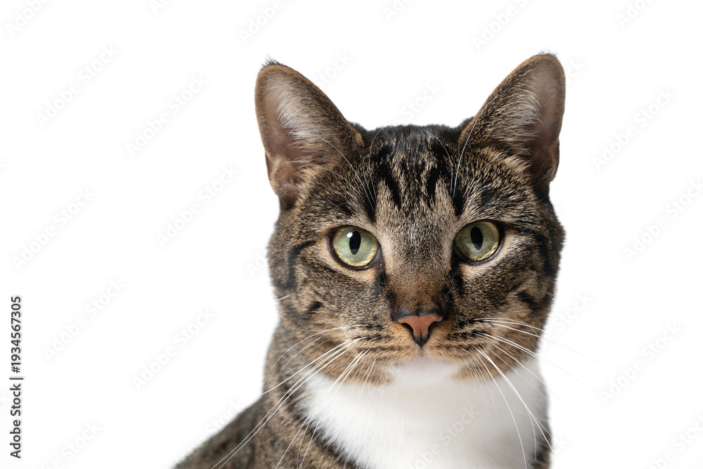 Obraz premium Portrait of a young male cat
