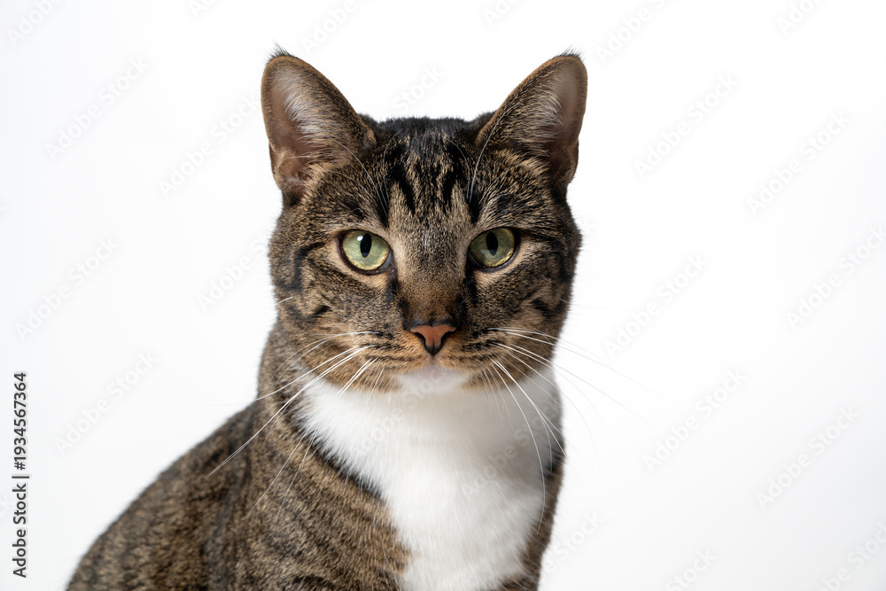 Obraz premium Portrait of a young male cat