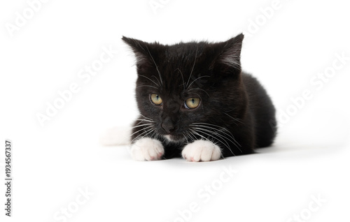 Cute black kitten isolated on white background