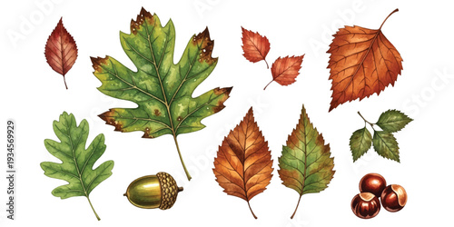 An assortment of watercolor autumn leaves and nuts, including acorns and chestnuts, on a white background