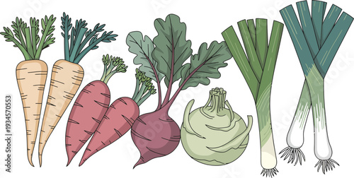 Hand-drawn illustration of fresh root vegetables including carrots, beets, kohlrabi, and leeks.