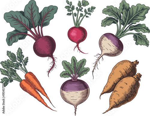 Artistic illustration of harvest root vegetables: beets, radishes, and carrots with lush green leaves.