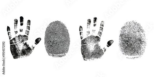 A study of human identification through handprints and detailed fingerprint patterns against a white background.