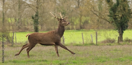 Canvastavla Un cerf gracieux qui traverse une prairie