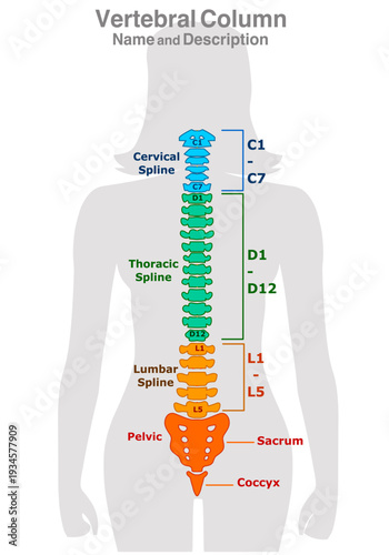 Vertebral column structure. Spine in the human, woman body, location. Description. cervical spline, lumbar, pelvic, coccyx, female spinal cord. Herniated disc, Vector illustration
