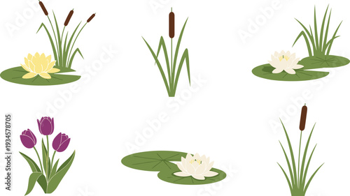 Water plants collection, lotus flowers, cattails reeds, lily pads, marsh aquatic flora, flat vector illustration isolated on white