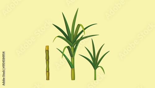 Illustration of sugarcane Saccharum officinarum showcasing tall tropical grass plant used for agriculture, natural sweetener, and farming themes.