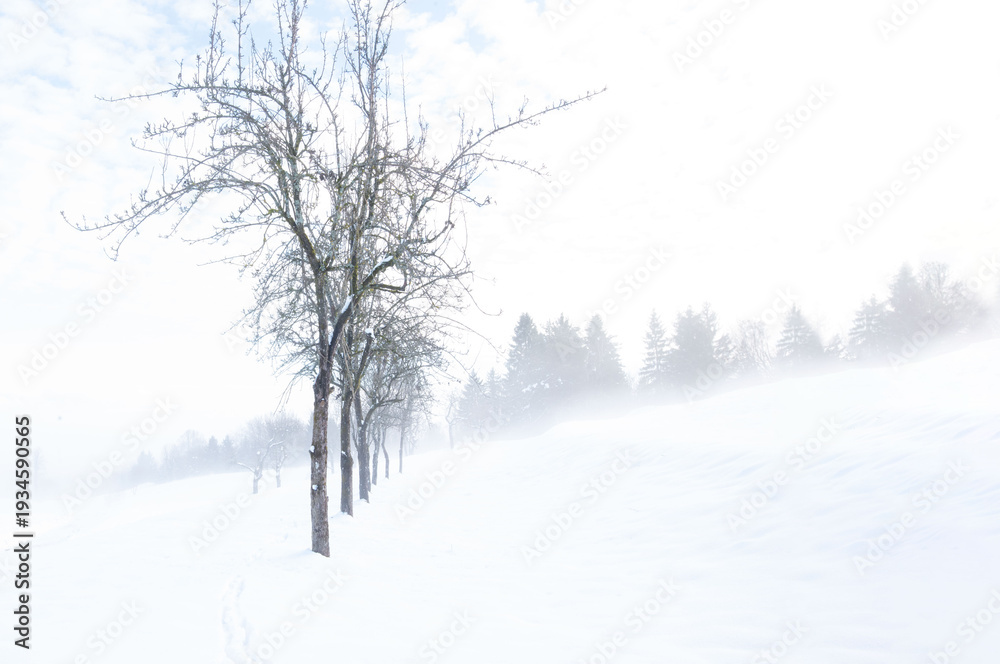 Fototapeta premium High Key Winter Scene of Bare Pear Trees in Foggy Countryside