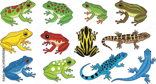 Colorful Frog and Salamander Species Collection Cartoon Vector Illustration Set of Amphibians in Different Poses
