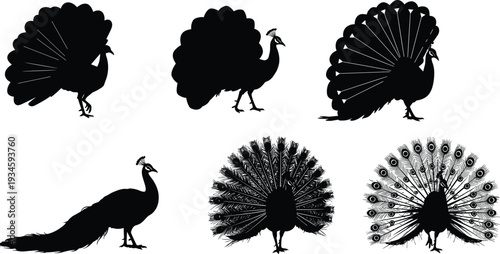 Peacock silhouette with feathers spread, elegant bird outline, decorative design element, exotic wildlife illustration, black shape art, nature symbol, ornamental beauty