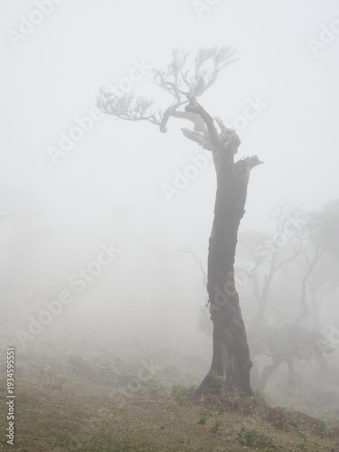 Eerie Twisted Tree Silhouette in Dense Fog - Vertical image of a dead, moss-covered, and dramatically shaped laurel tree standing on a misty, atmospheric hillside.