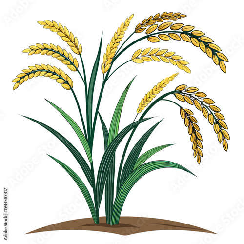 Golden wheat ears on white background in a farm field setting