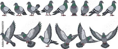 Pigeon Bird Cartoon Vector Illustration Set with Flying and Standing Poses Isolated Collection