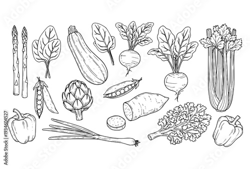 Hand Drawn Outline Fresh Vegetable Collection in Organic Sketch Line Style