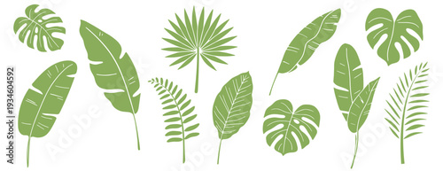 Stylized green summer tropical leaf collection, featuring outlines and silhouettes of jungle foliage like monstera, banana, and fan palm for botanical design and decor elements.