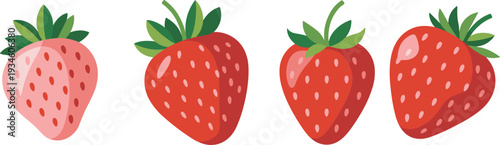 Strawberry ripening stages, fruit growth, unripe to ripe, fresh berries, agriculture concept, botanical illustration, healthy food, vector art, farm produce, nutrition