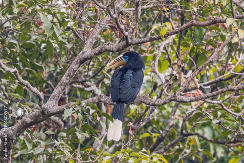 Rufous-necked Hornbill (Aceros nipalensis) at Latpanchar, West Bengal, India — a regal sentinel of the eastern Himalaya, its burnished neck aglow against the forested mist.