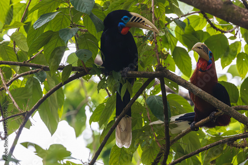 Rufous-necked Hornbill (Aceros nipalensis) at Latpanchar, West Bengal, India — a regal sentinel of the eastern Himalaya, its burnished neck aglow against the forested mist.